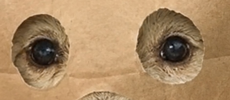 Close up of Jotchua's eyes